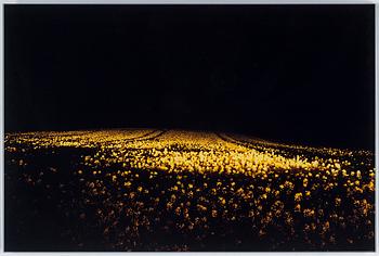 DANIEL SANDBERG, C-print, signerad och numrerad nr 3 a tergo.