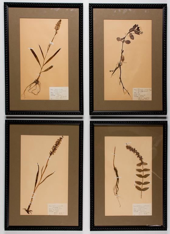 BOTANISKA TAVLOR, 4 st, Sverige, 1920-30-tal.