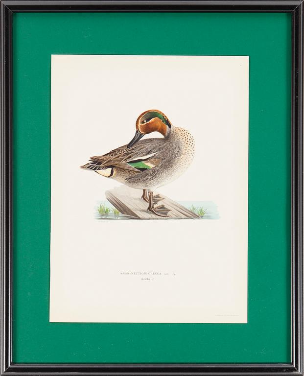 6 framed lithographic prints from brothers von Wrights "Svenska fåglar", A. Börtzells, Stockholm, 1917-29.