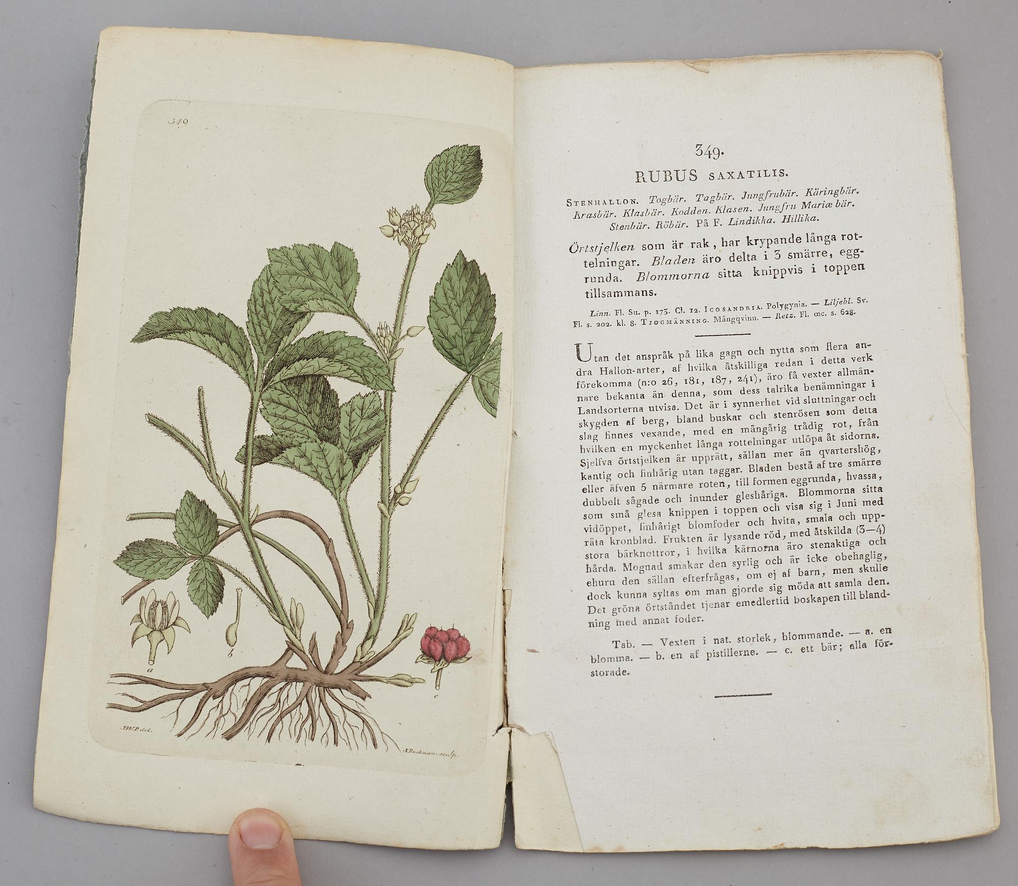 JOHAN WILHELM PALMSTRUCH, "Svensk Botanik, vol I-V. 1803-1805.