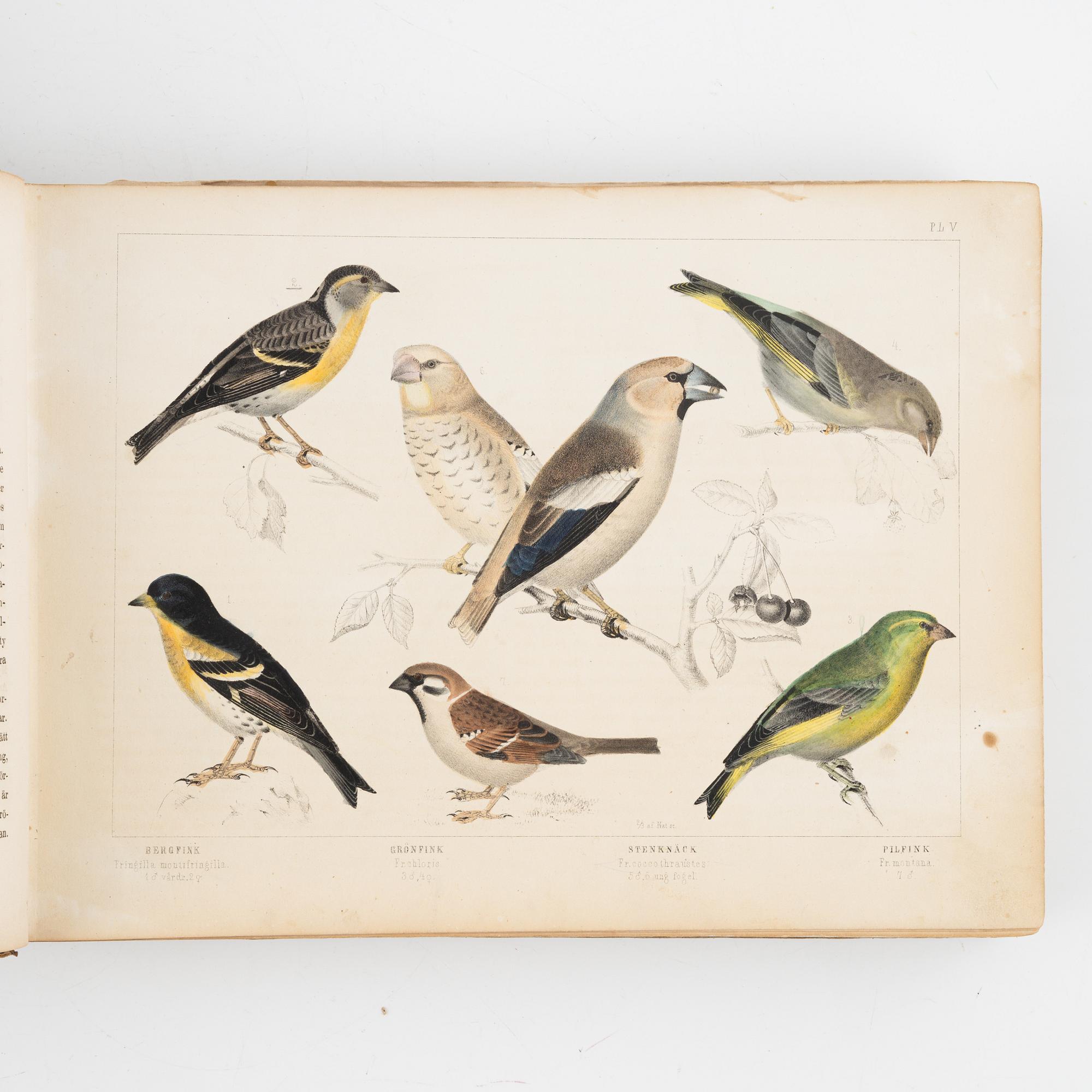 Bröderna von Wright, bokverk, 3 band, "Svenska fåglar", samt bokverk "Svenske foglarna" av Carl.J.Sundevall.