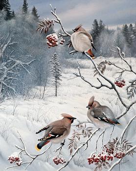 128. Teppo Terä, WINTER VIEW WITH WAXWINGS.