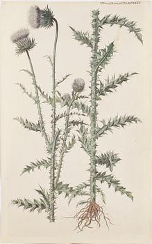 GRAVYRER, 10 st, kolorerade, ur bok om Flora Danica, 1800-tal.