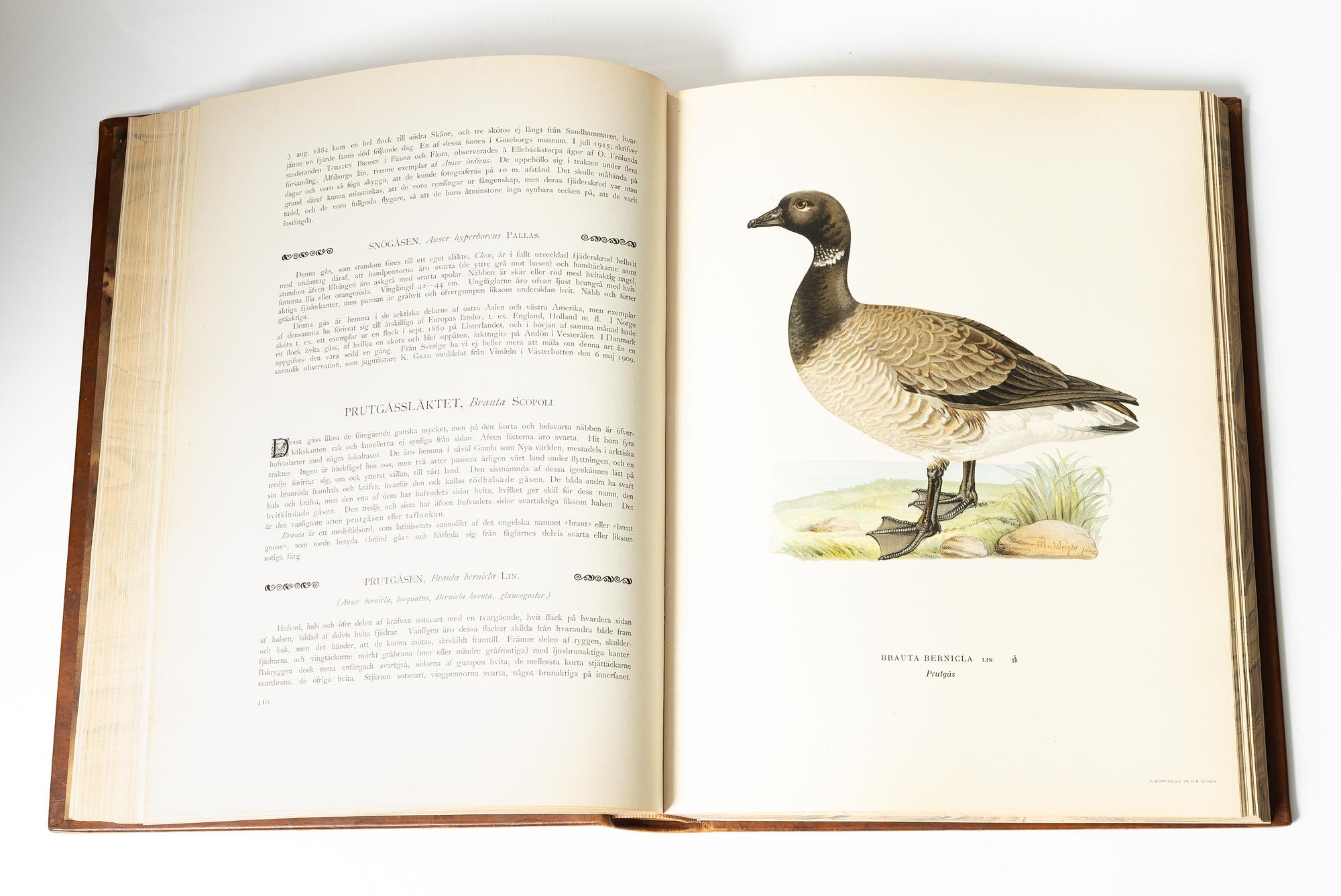 Bröderna von Wright, books, three volumes, 'Svenska fåglar', A. Börtzells tryckeri AB, Stockholm, 1927-29.