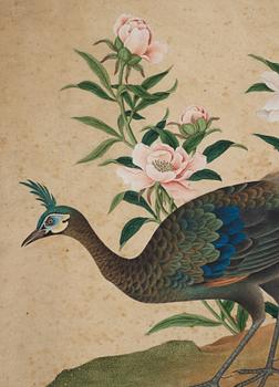 Two ornitological paintings, chinese school, Qing dynasty, circa 1800.