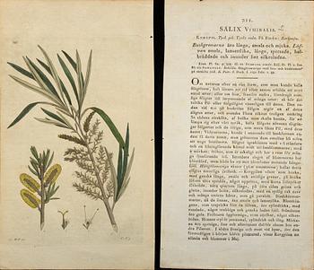 50 Botanical copper engravings from Palmstruch's "Svensk Botanik"  1804/1808.