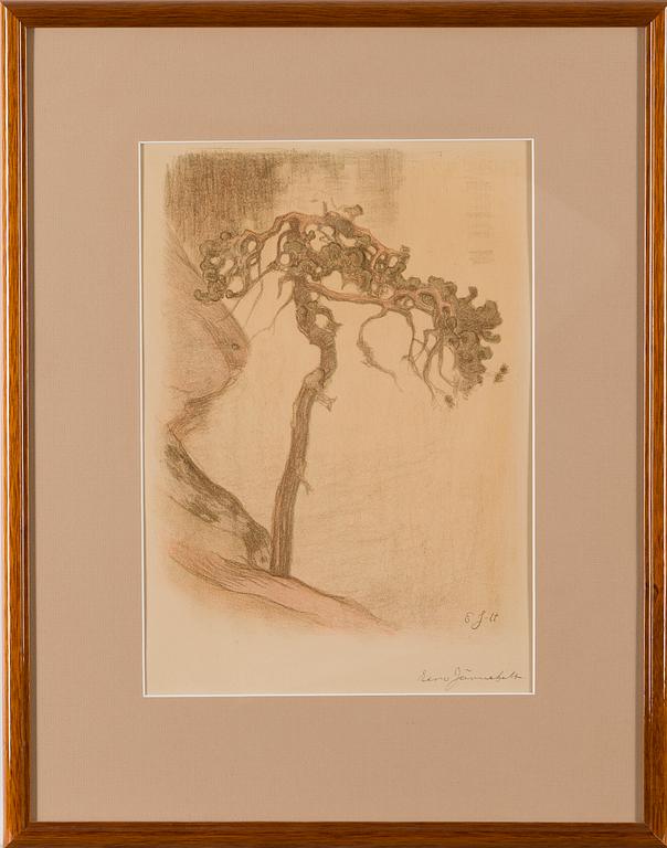 EERO JÄRNEFELT, GNARLED PINE, HALOSENNIEMI (1910).