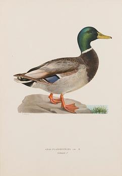 LITOGRAFIER, 5 st, efter Wilhelm von Wright och Bror Hallberg. A. Börtzell, Stockholm.