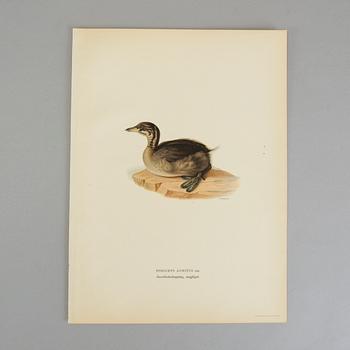 Ca 50 lithographic prints from "Svenska Fåglar", Brothers von Wright.