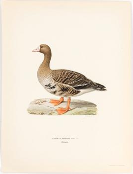 LITHOGRAPH, 30 pcs, after von Wright, Magnus, Wilhelm and Ferdinand & Hallberg, Bror. A. Börtzell, Stockholm.
