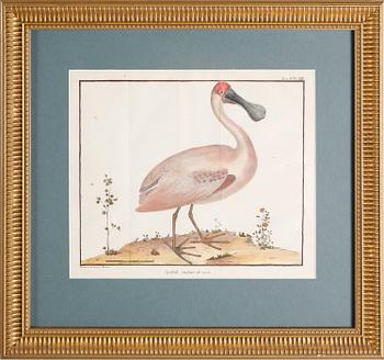 GRAVYRER, 2 st, efter Martinet, kolorerade, 1800-tal.