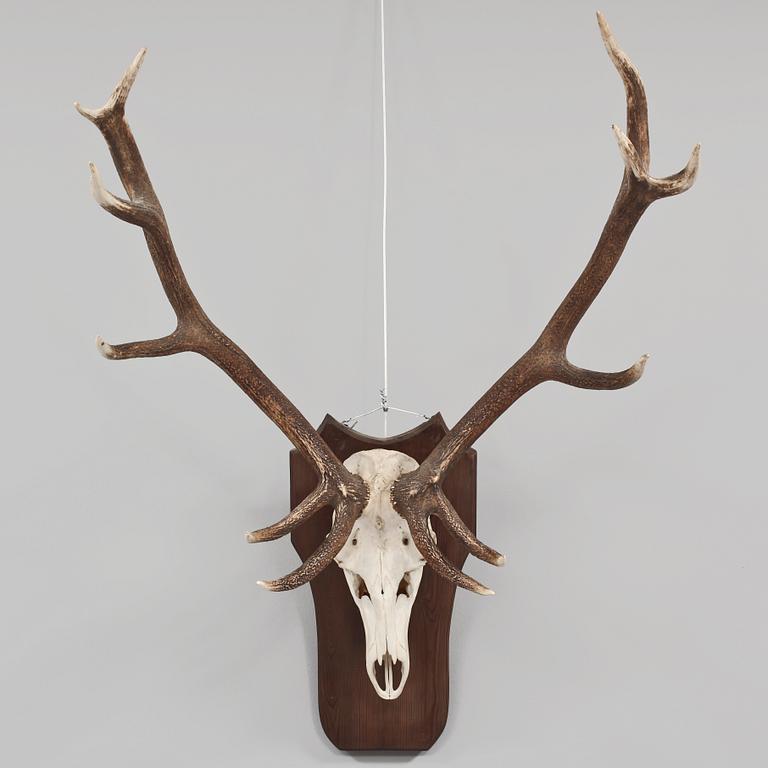 JAKTTROFÉ, 1900-tal.