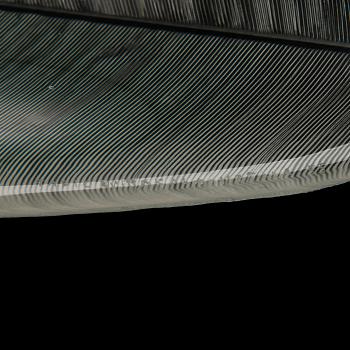 TAPIO WIRKKALA, BOWL. Sulka (Feather). Signed Tapio Wirkkala Iittala -55.