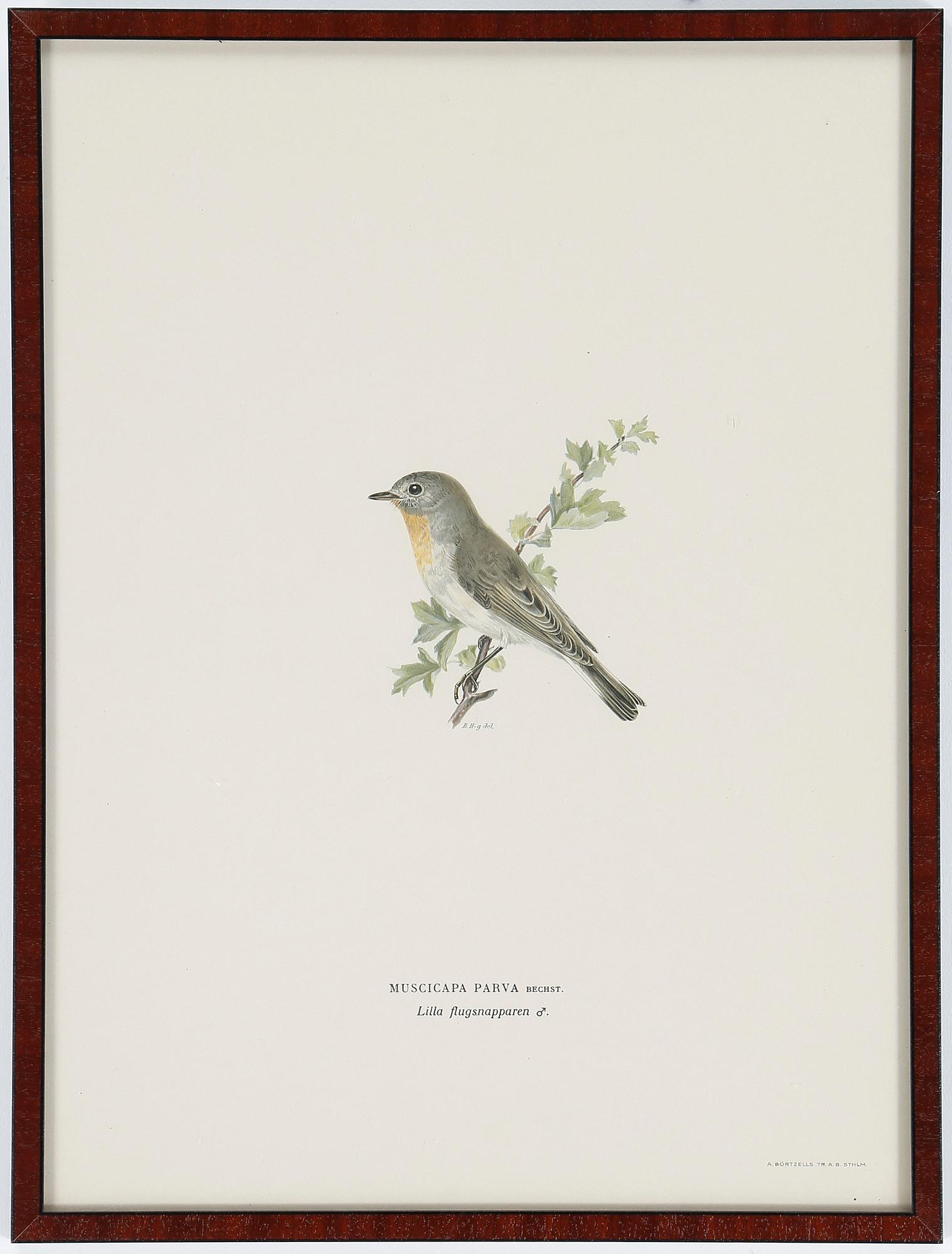 LITOGRAFIER, 12 stycken, ur "Svenska fåglar", Magnus och Wilhelm von Wright, A Börtzells, 1900-talets första hälft.