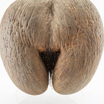 Double coconut, also known as Coco de Mer, Lodoicea maldivica.