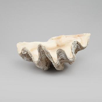 FOSSIL, mussla.