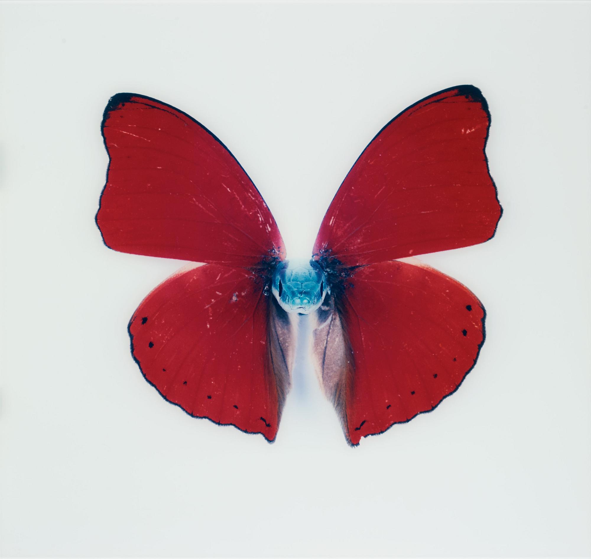 Nathalia Edenmont, "Kirin", 2005-2007.