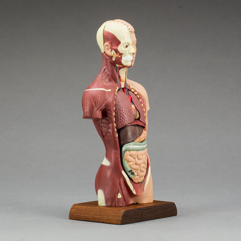 ANATOMISK MODELL, 1900-talet senare del.