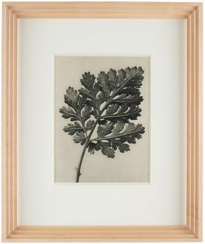 Karl Blossfeldt, "Urformen der Kunst", 1928 (22 st).