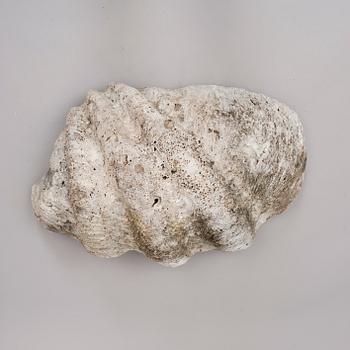 MUSSLA, fossil.