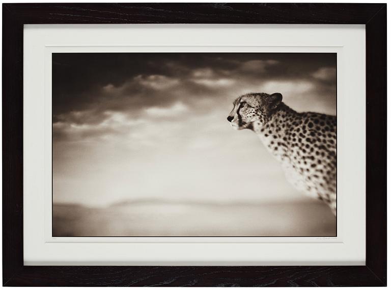 Nick Brandt, "Cheetah Looking Out over Plains, Masai Mara, 2004".