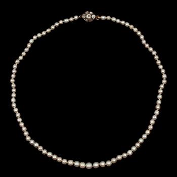 1115. COLLIER, troligen äkta orientaliska pärlor, lås 18k guld och silver med rosenslipade diamanter.