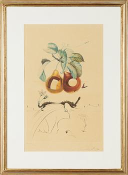 Salvador Dalí, "Fruit with Holes", from "Les Fruits".