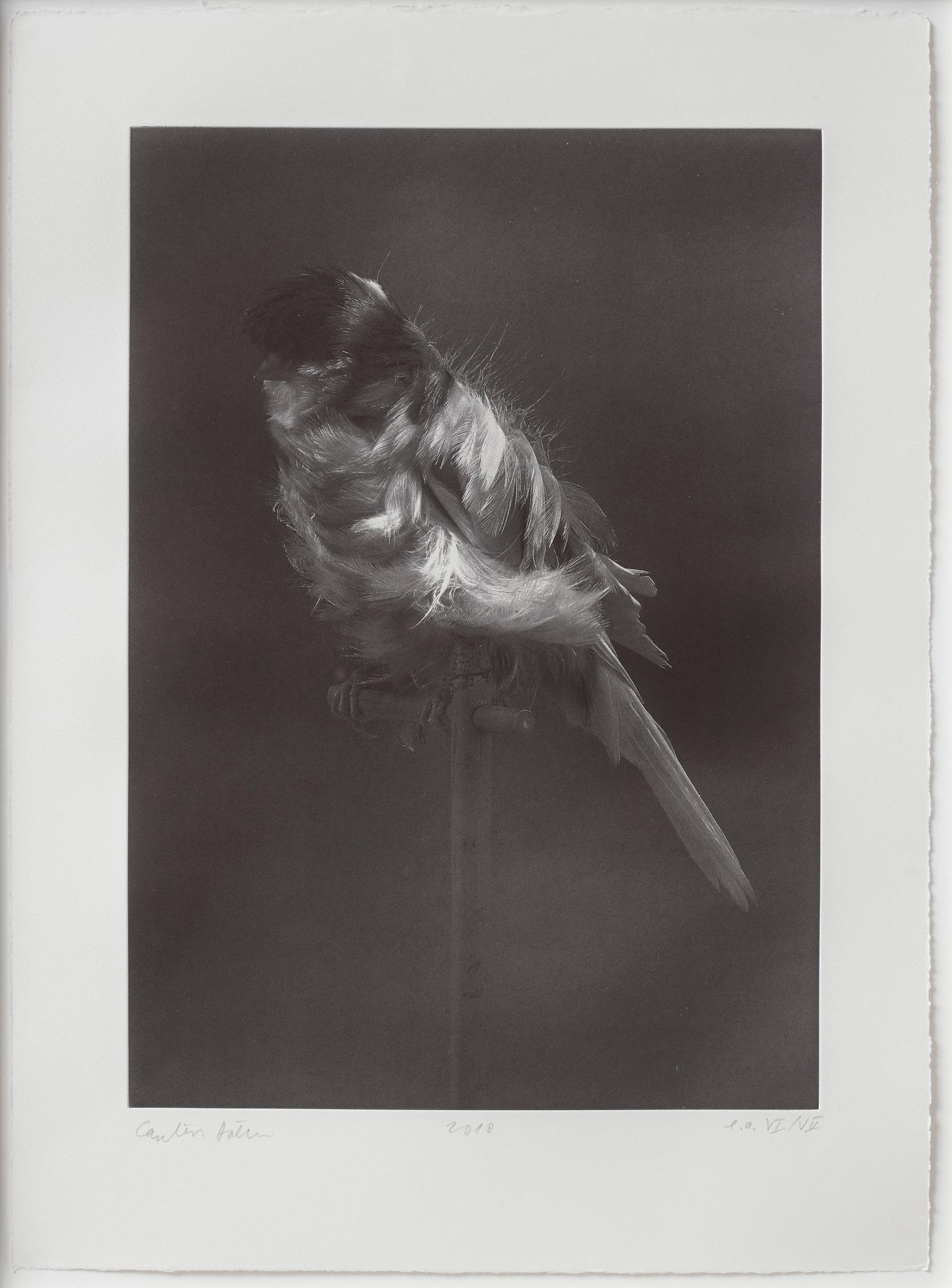 Carsten Höller, "Black Canary" from the series "Canaries".