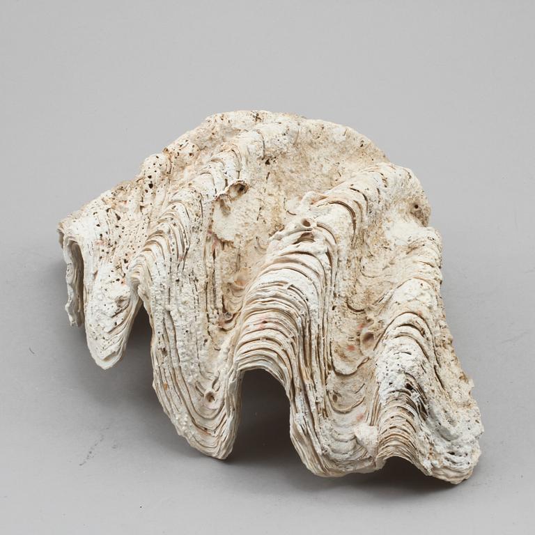 FOSSIL, mussla.