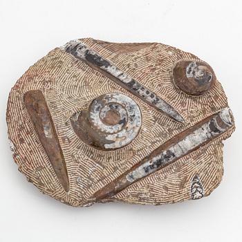 Fossil, enligt uppgift från Marocko.