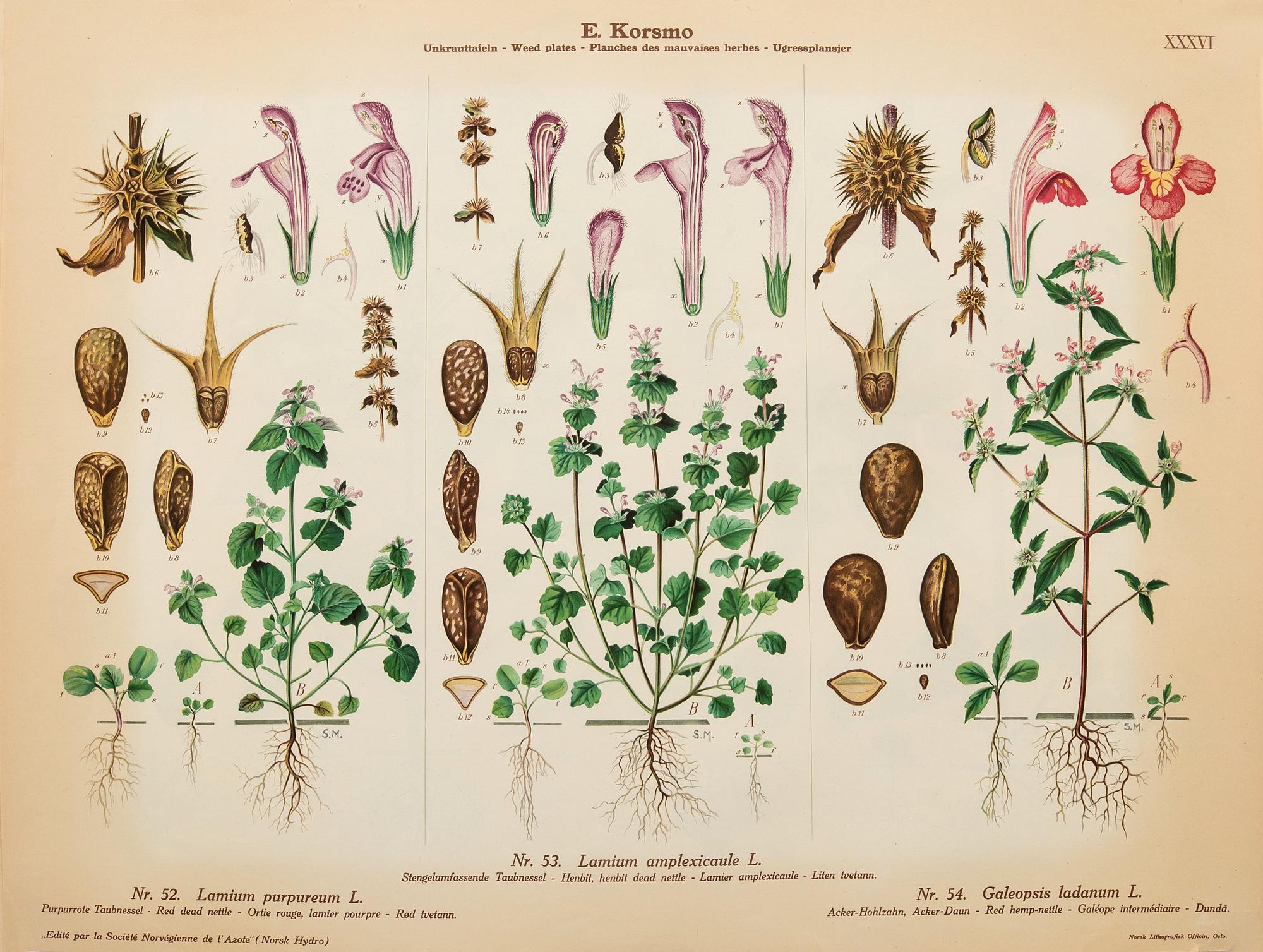 Emil Korsmo, 29 lithographic weed plates.