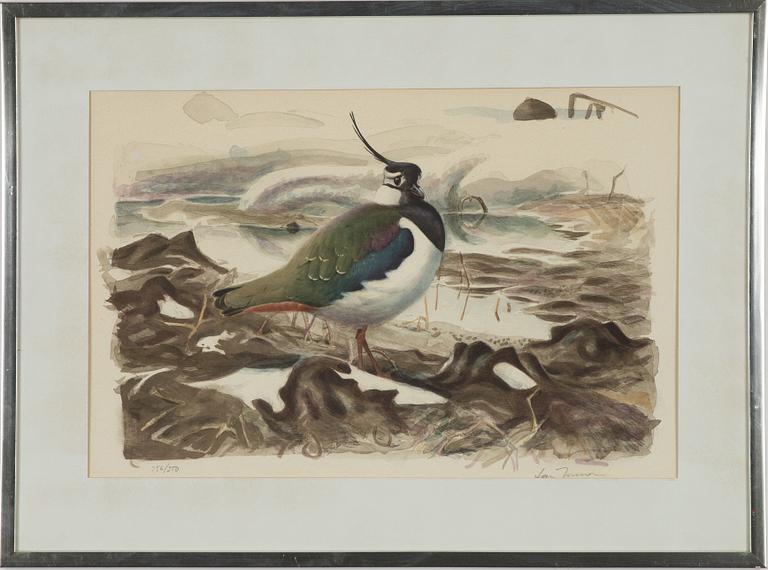 Lars Jonsson, Northern lapwing.