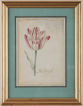 Jacob Marrel Attributed to, Study of flowers (7).