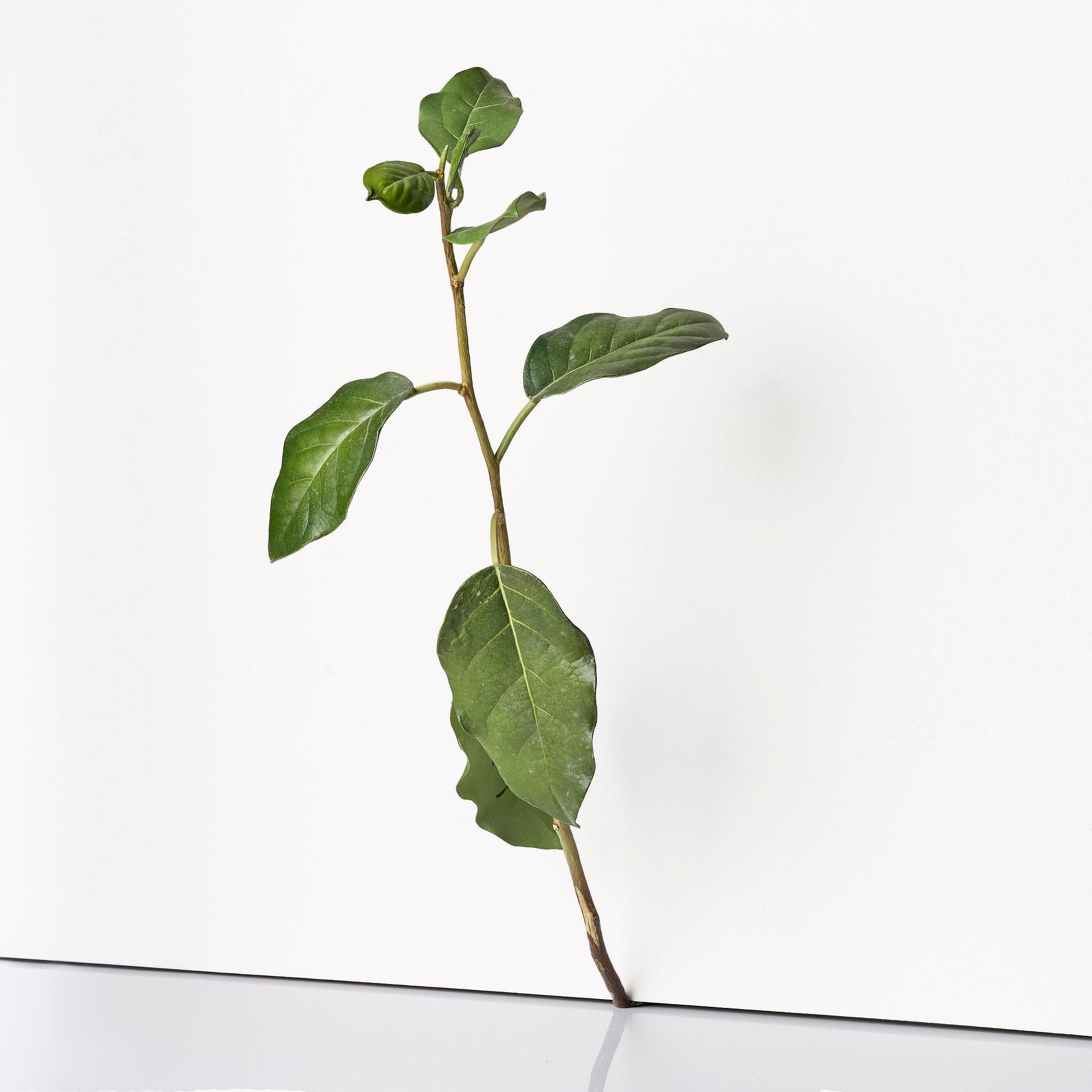 Tony Matelli, "Weed #424".