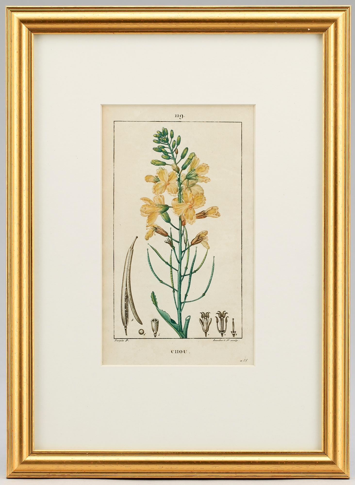 HANDKOLORERADE GRAVYRER, 6 st ur "Flore Médicale" av P.J.F.Turpin mfl, Paris 1814-1818.