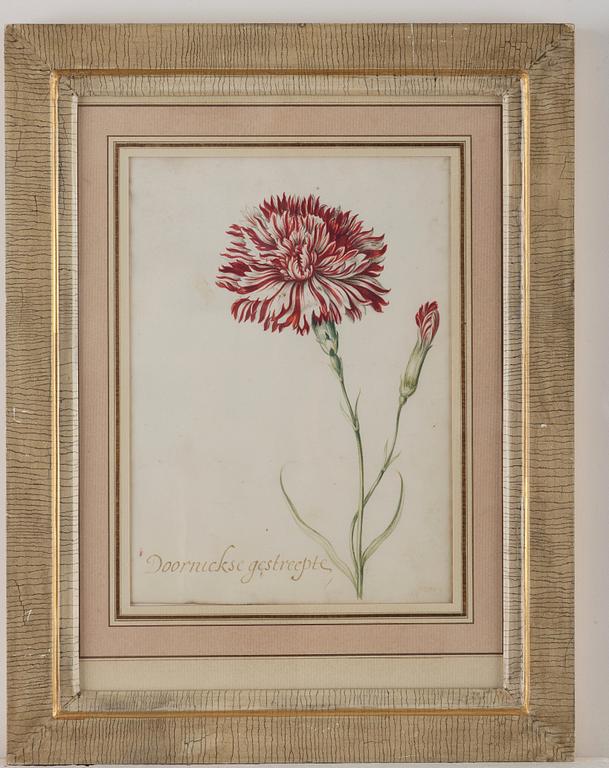 Jacob Marrel Attributed to, Study of flowers (7).