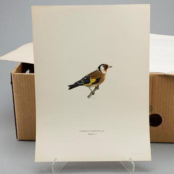 WILHELM VON WRIGHT, ca 190 st,litografiska tryck, "Svenska fåglar", ca 1920.