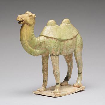 A potted green glazed figure of a camel, Tang dynasty, (618-907).