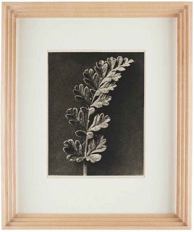 Karl Blossfeldt, "Urformen der Kunst", 1928 (22 parts).