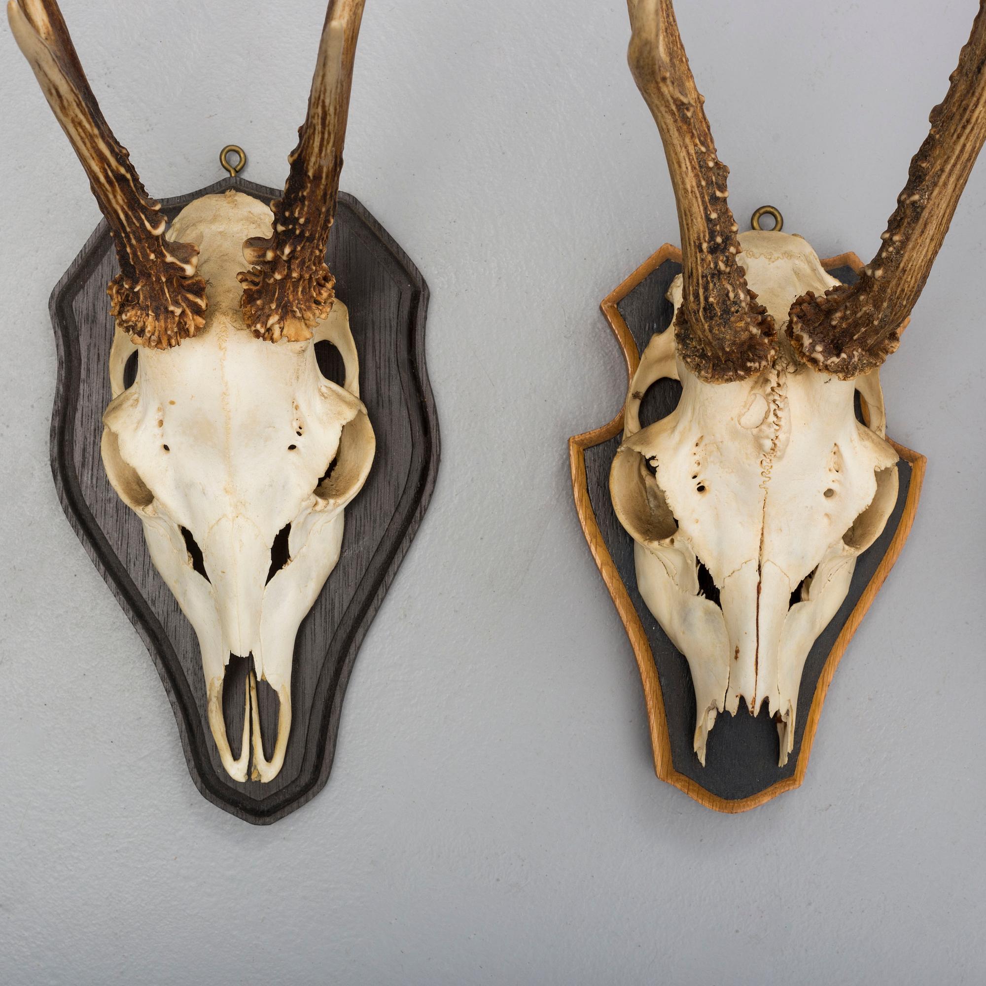 a set of four hunting trophies.