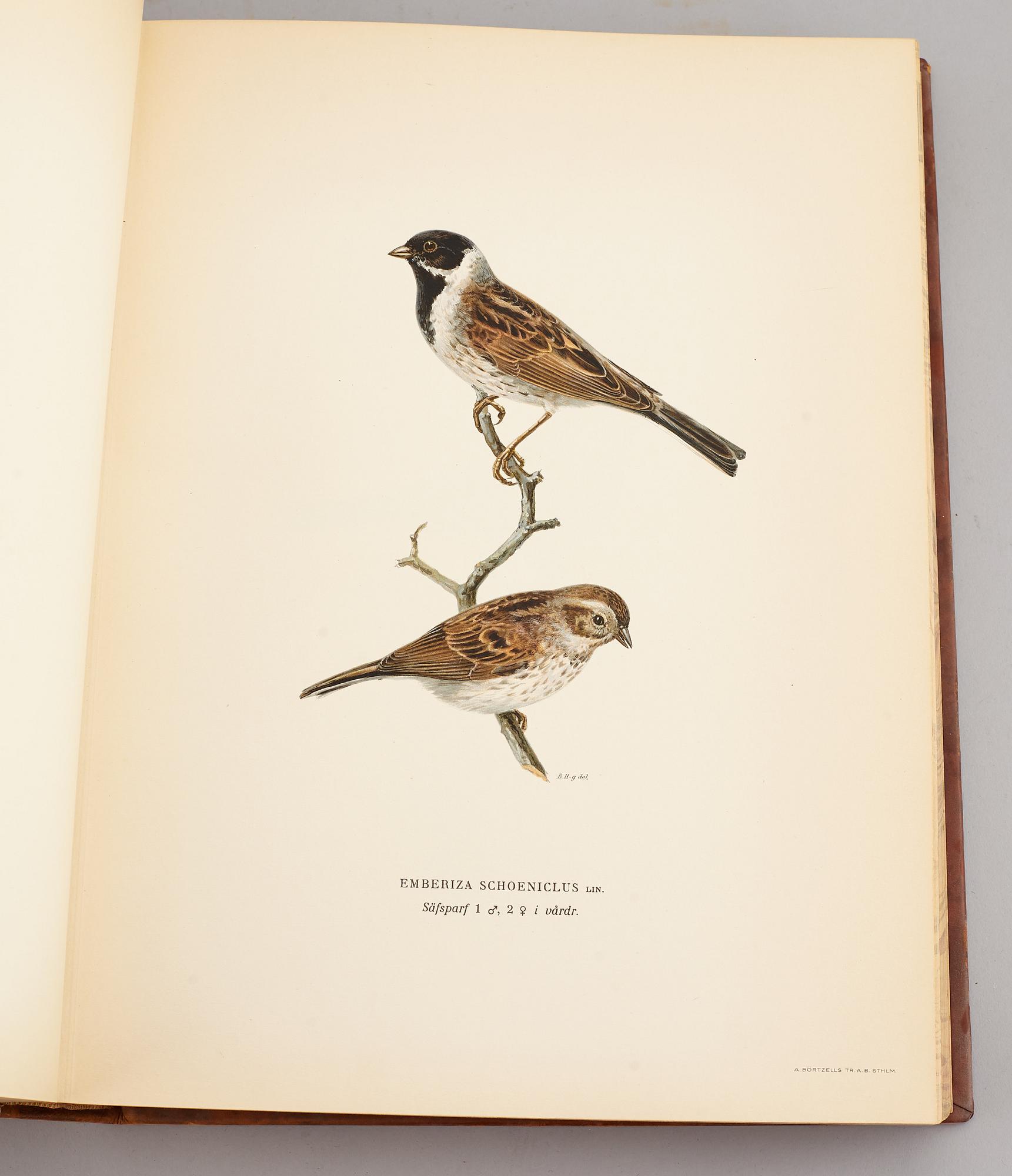 A set of three books about Swedish birds by von Wright. 1927.