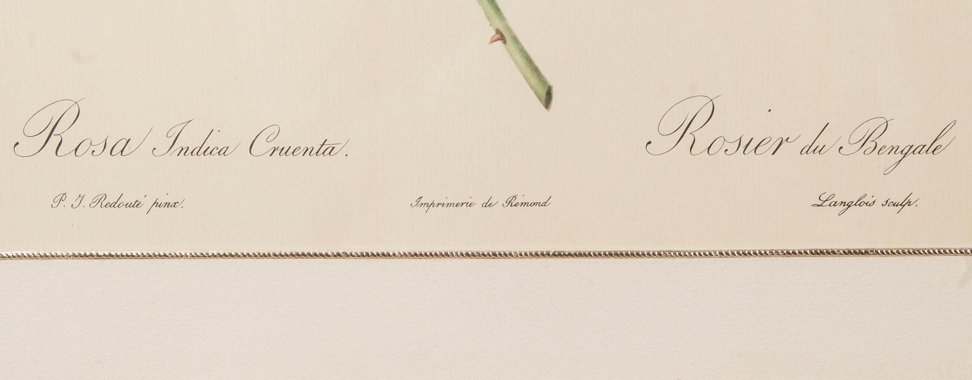 TRYCK, 2 st, efter P.J. Redouté, ur bokverket "Les Roses", 1900-talets senare hälft.