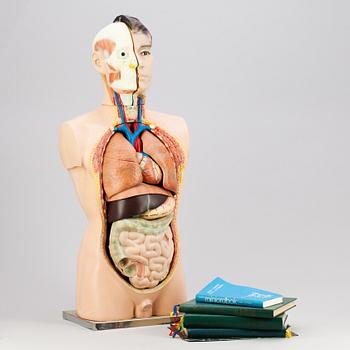 ANATOMISK BYST, plast, trol 1970-tal.