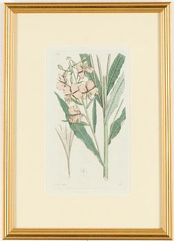 Twelve hand-coloured engravings, J.W. Palmstruch, from 'Svensk Botanik', 1802-1840.