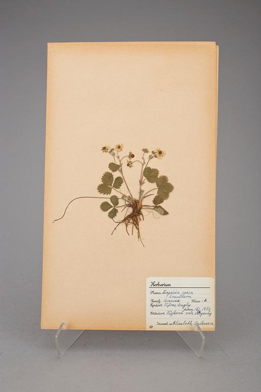 HERBARIUM, 2 st, 1940-tal.