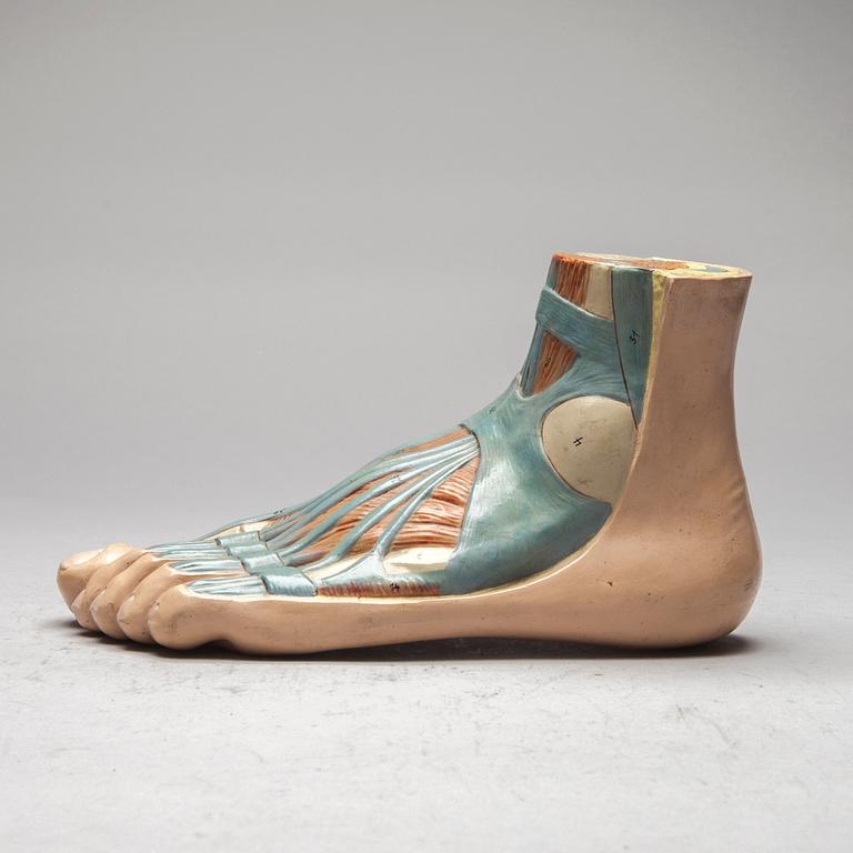 ANATOMISK MODELL, plast, 1900-talets mitt.