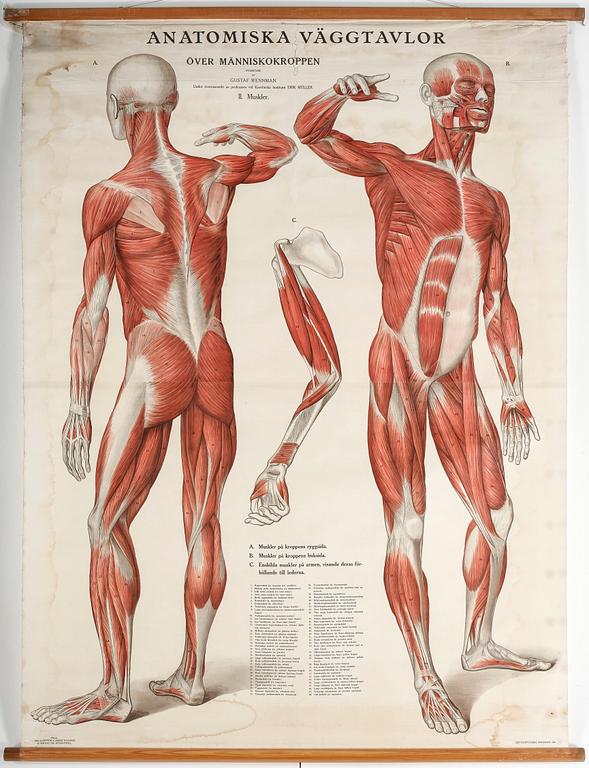 ANATOMISK PLANSCH, Gustaf Wennman, Stockholm, 1920.