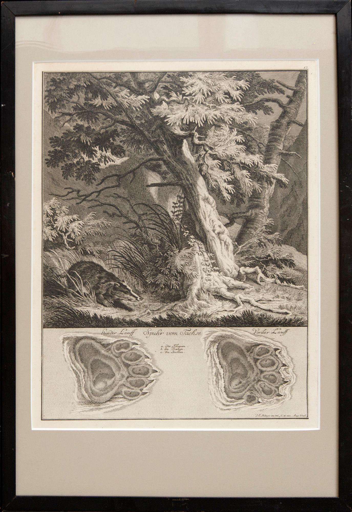 Johann Elias Ridinger, six copper engravings, Germany 18th Century.