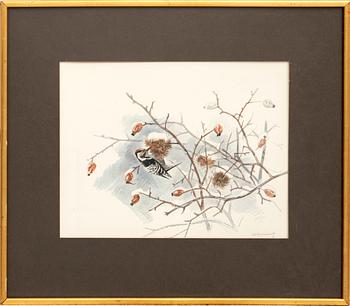 Gunnar Brusewitz, "Smaller Woodpecker".