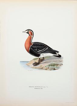 LITOGRAFISKA TRYCK, ca 170 st, ur von Wrights "Svenska fåglar", A. Börtzells, Stockholm, 1920-tal.